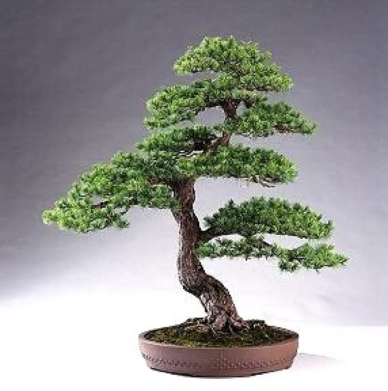 Resultado de imagen para bonsai pino